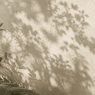 Green leaves casting soft shadows in natural sunlight.